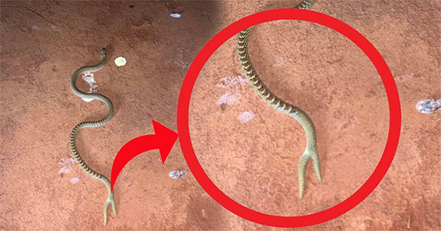 Mysterious snake-like creature, with a forked tail like the tail of a 'mermaid': The name surprised everyone!