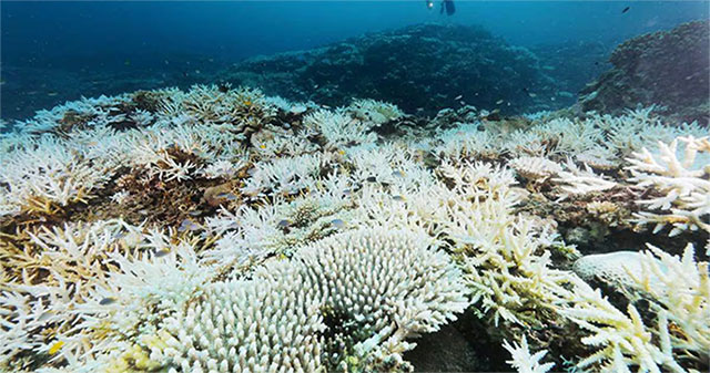 Nearly 50% of tropical coral species are at risk of extinction