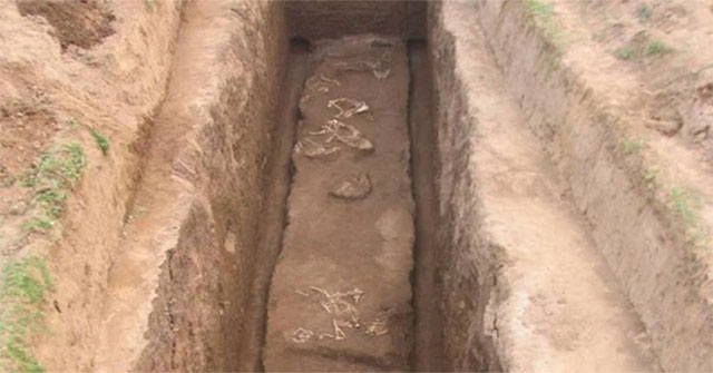 'Never Known' Species Found in Qin Shi Huang's Grandmother's Tomb