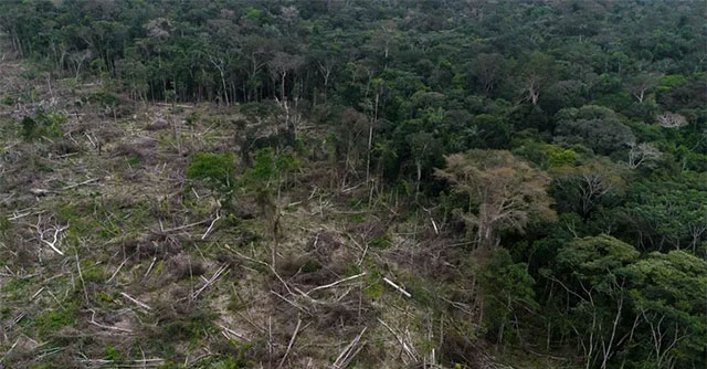 New analysis finds more than a third of tree species are at risk of extinction