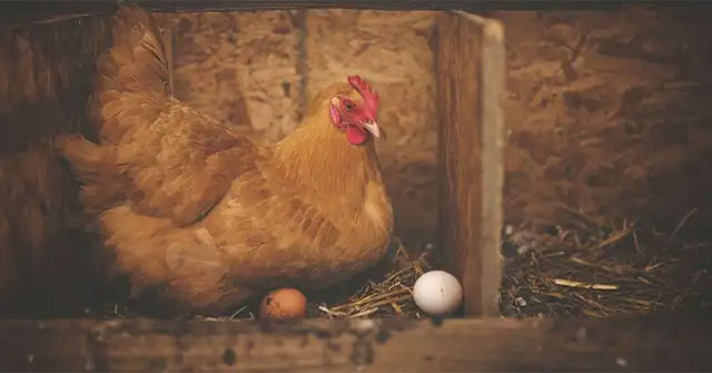 New breakthrough: Creating Covid-19 antibodies from chicken eggs