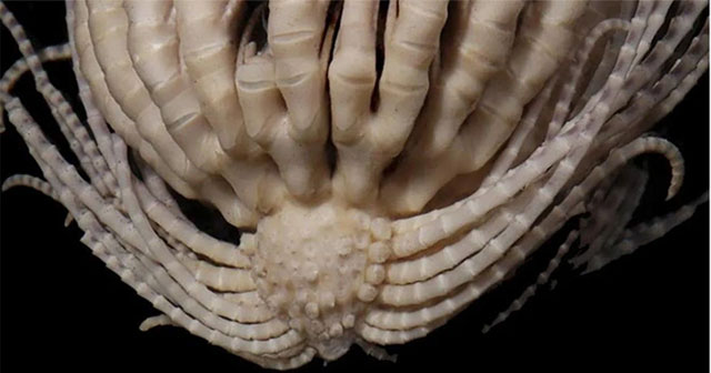 New Creature With 20 Arms Found Lurking in Antarctica