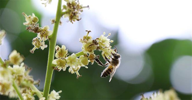 New discovery about cancer detection ability of bees and dogs