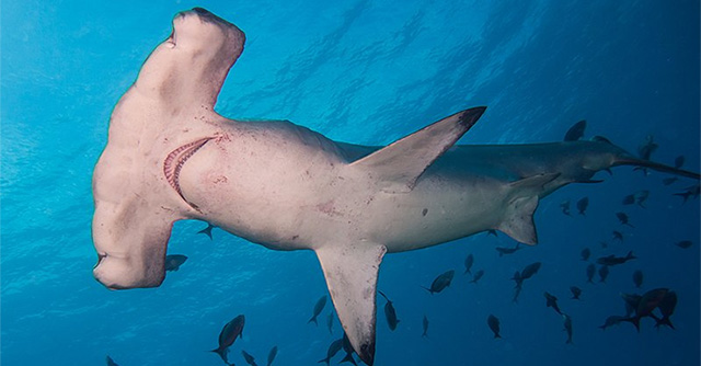 New discovery about hammerhead sharks stuns scientists