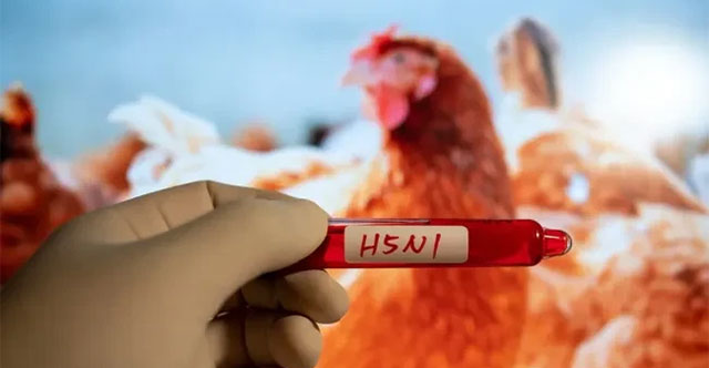 New discovery about the host that transmits H5N1 influenza virus to humans