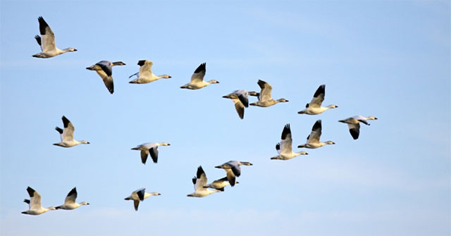 New discovery about the migration habits of Australian birds