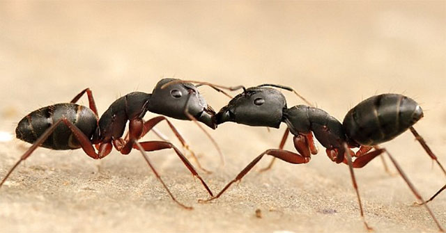 New discovery: Ants 'vomit' into each other's mouths to form social relations