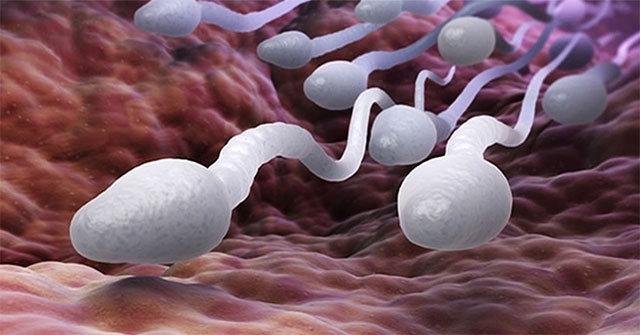 New discovery: Human sperm swimming defies Newton's laws