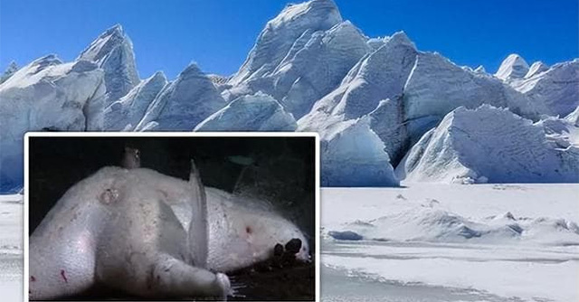 New discovery in Antarctica: Scientists find mysterious 'giant object' with a diameter of 56km!