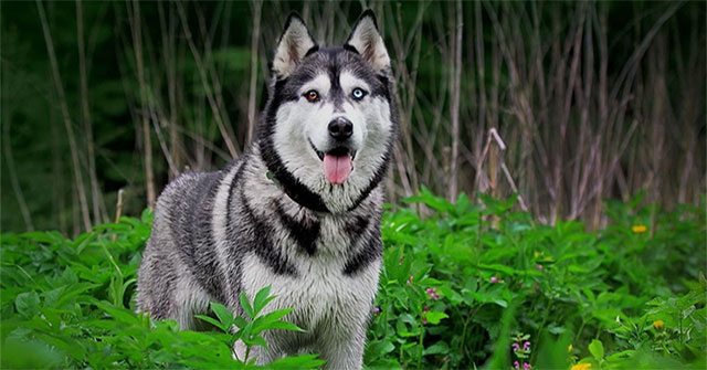 New discovery in dogs points to paradox in nature