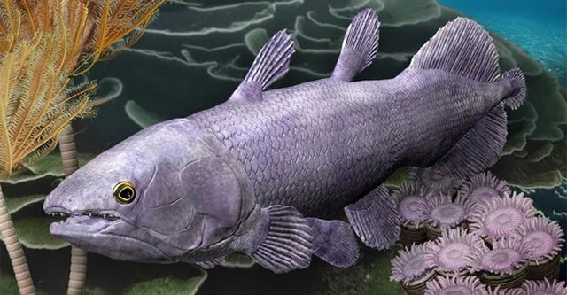New discovery of 380 million year old giant fish fossil