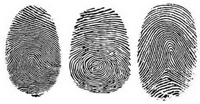 New discovery on the mechanism of human fingerprint formation