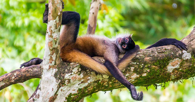 New discovery strengthens 'drunk monkey' hypothesis