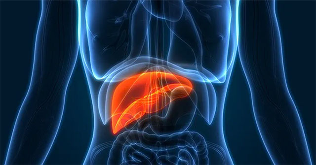 New discovery: The age of most people's liver is only... 3 years old