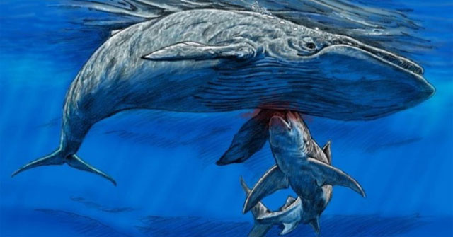New fossil revealed, giant shark eats ancient whales