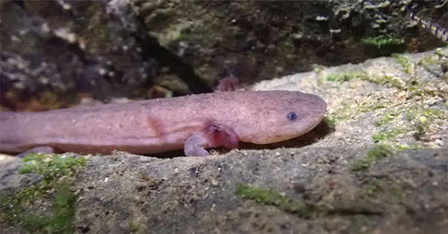 New genetically pure species of giant salamander discovered in China