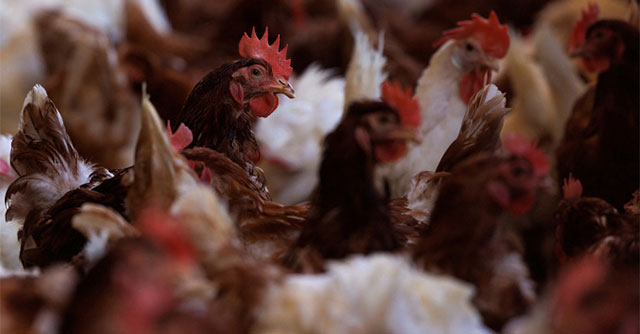 New pandemic risk from avian influenza virus