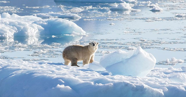 New polar bear population discovered in Greenland