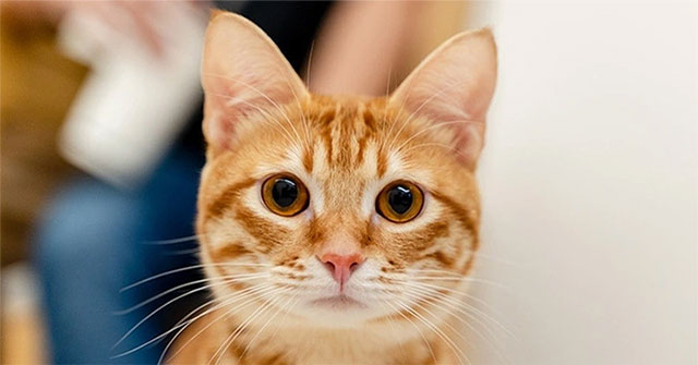 New research on the relationship between cat ownership and schizophrenia