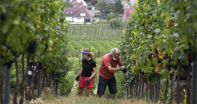 New research reveals the hidden downsides of organic farming