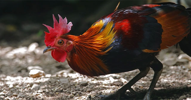 New research shows that wild chickens were domesticated from the rice granaries of Southeast Asia