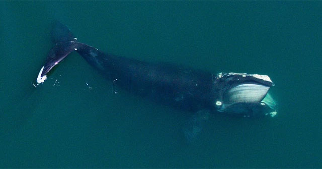 New research shows the ocean needs more whale poop, the more the better