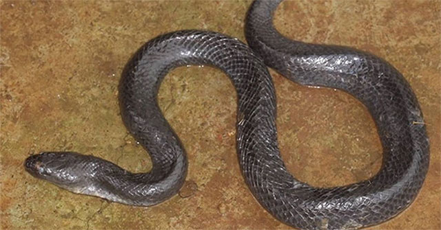 New snake species discovered in Dak Nong, Vietnam