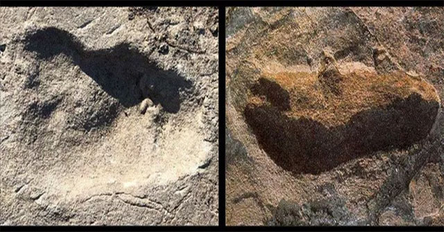 New species discovered 3.7 million years old: The bearer of 'bear steps'
