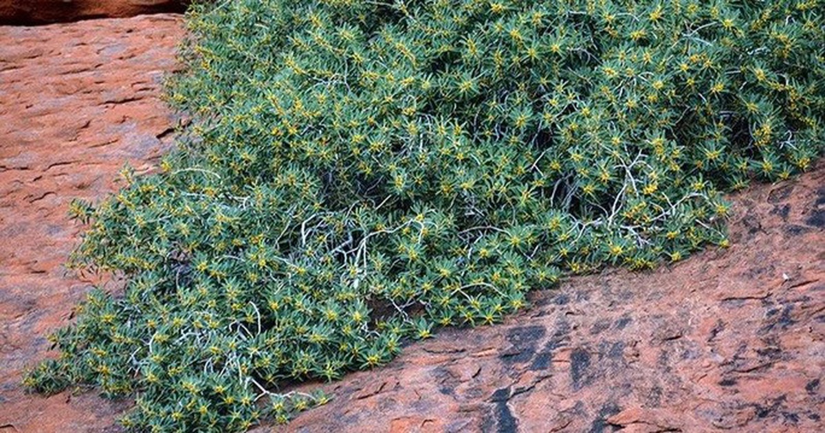 New species discovered on 'sacred rock' in Australia