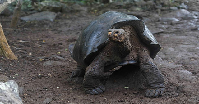 New species of giant tortoise discovered in the Galapagos Islands