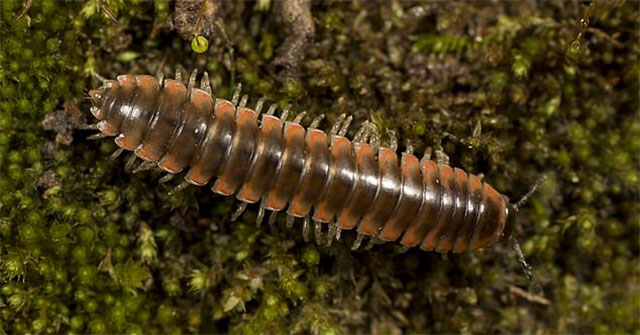 New species of millipede named after singer Taylor Swift