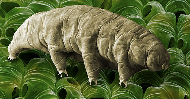 New species of water bear reveals the secret of immortality