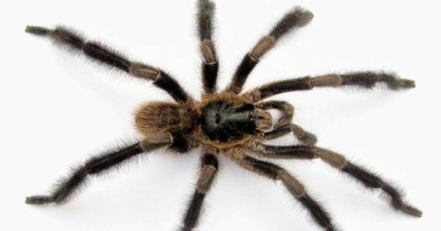 New spider species discovered in Cuba