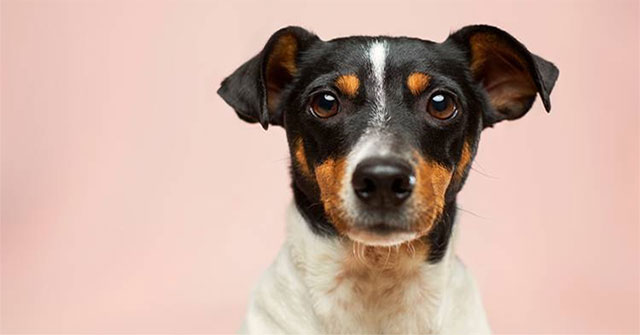 New study: dogs can 'see' the world with their noses