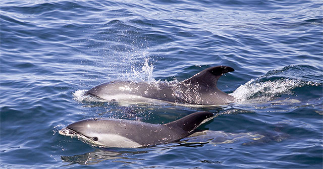 New study shows: Dolphins find each other through urine