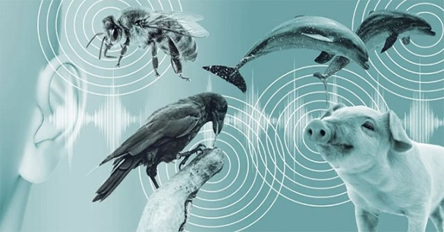 New technology: American company develops technology to talk to animals