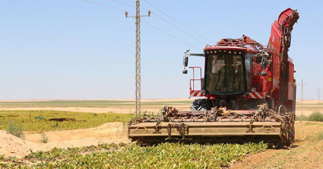New technology helps Egypt grow sugar beets in the desert