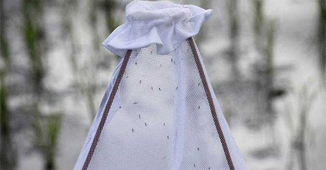 New type of bed net can paralyze mosquitoes