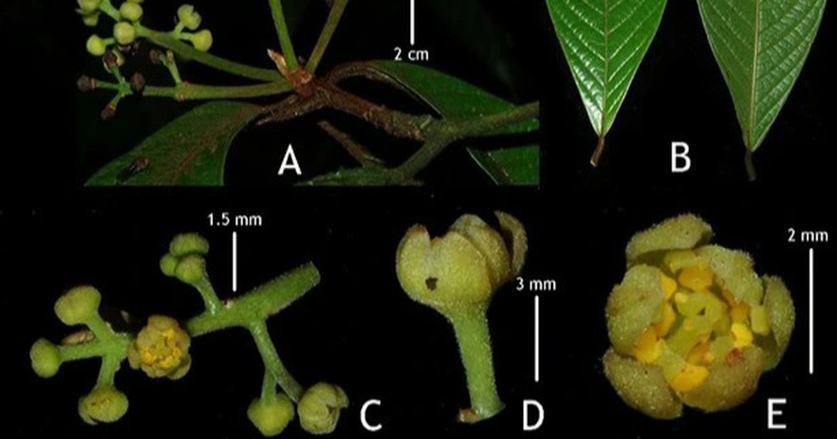 New valuable and critically endangered plant species discovered