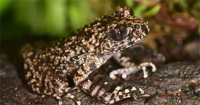 Newly discovered toad species only found in Vietnam