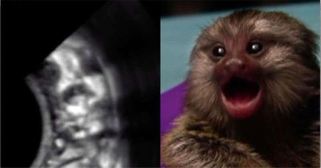 Newly published research shows that: marmosets know how to call their mother from the moment they are in the womb