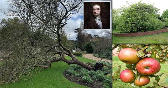 Newton's apple tree in Cambridge University garden was knocked down by storm