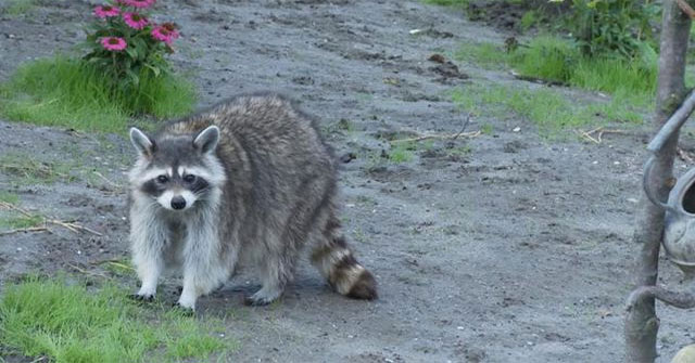 North American pandas and animals can also develop 'revenge' intentions