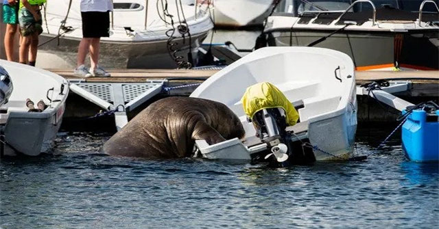 Norwegian sea elephant climbs on yacht to sleep