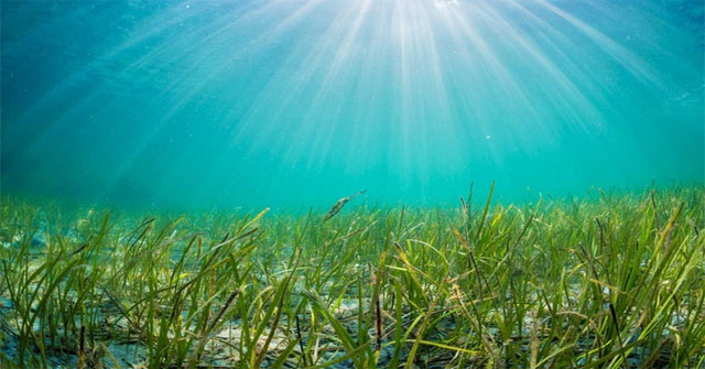 Not Amazon, Earth also has a larger lung in the ocean but few people know it