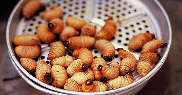 Not only do they look terrible, but coconut worms also cause severe poisoning for people who eat them