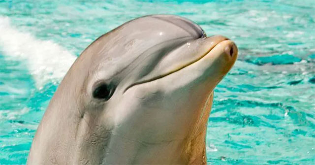 Not only smart, dolphins also know 'skincare', surprising scientists