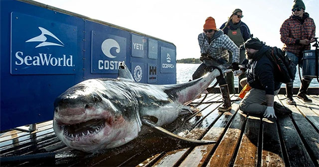 'Ocean killer' weighing nearly half a ton was discovered while migrating