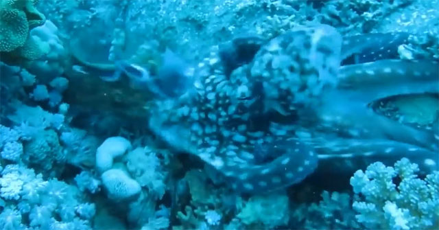 Octopus discovered 'speckled ice' under the coral reef, how will the intense war end?