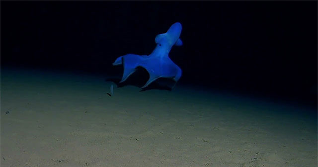 Octopus jumps on the seabed 4,800m deep